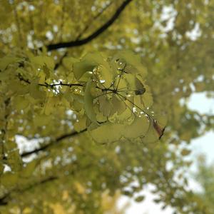 免费观看调教网
